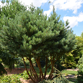 Plant Photo 4