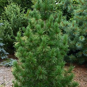 Plant Photo 5