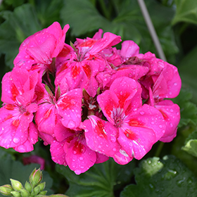 Plant Photo 9