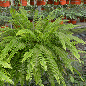 Plant Photo 5