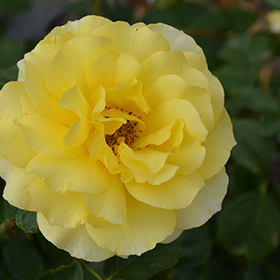 Plant Photo 1