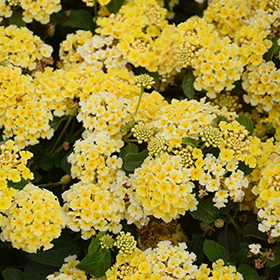 Plant Photo 3
