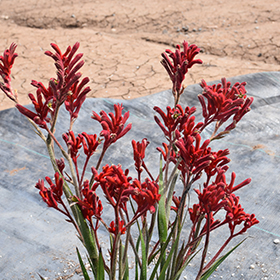 Plant Photo 1