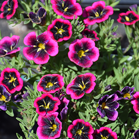 Plant Photo 6