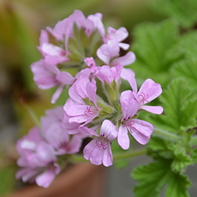 Plant Photo 2