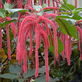 Plant Photo 6