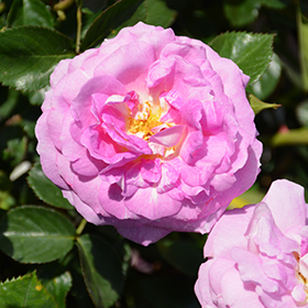 Plant Photo 7