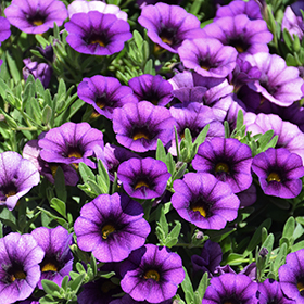 Plant Photo 10