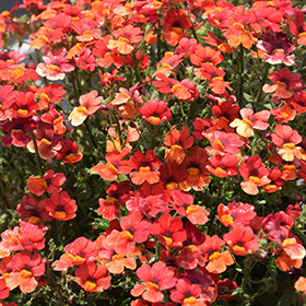 Plant Photo 3