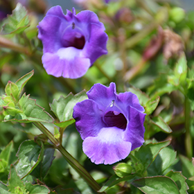 Plant Photo 9