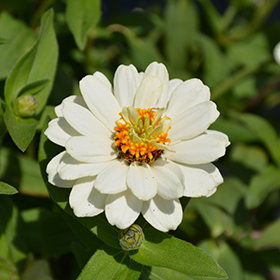 Plant Photo 6