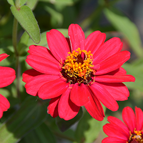 Plant Photo 5