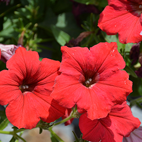 Plant Photo 10