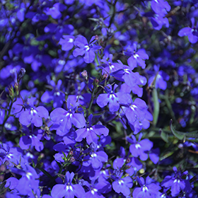 Plant Photo 5