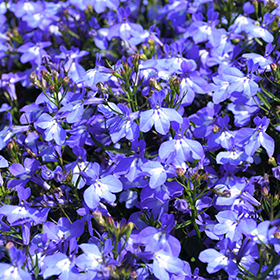 Plant Photo 6