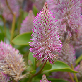Plant Photo 1