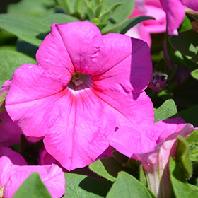 Plant Photo 4