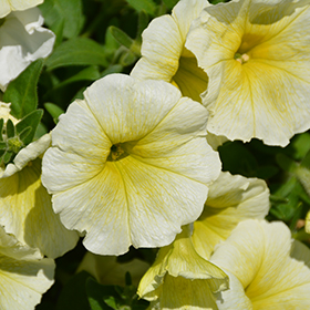 Plant Photo 10