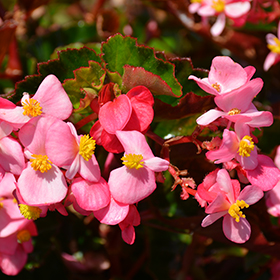 Plant Photo 3