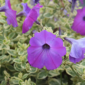 Plant Photo 1