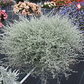 Plant Photo 8