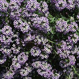 Plant Photo 2