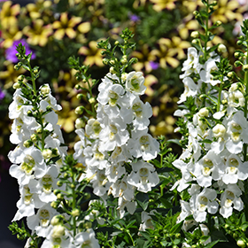 Plant Photo 7