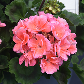 Plant Photo 1