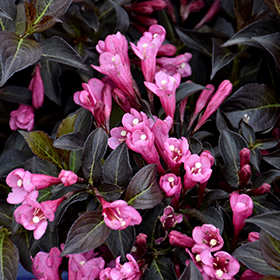 Plant Photo 3