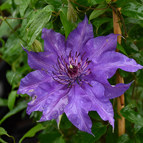 Plant Photo 4