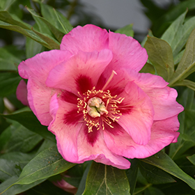 Plant Photo 10