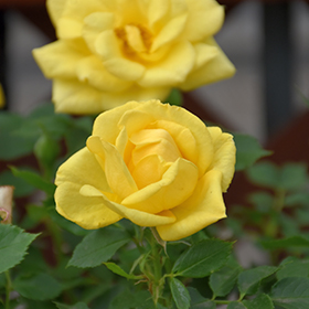 Plant Photo 10