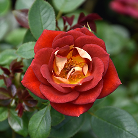 Plant Photo 9