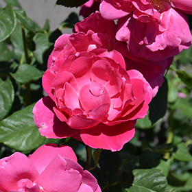 Plant Photo 7