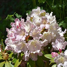 Plant Photo 5