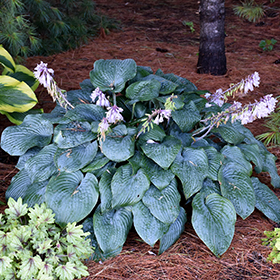 Plant Photo 9