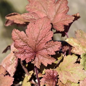 Plant Photo 6