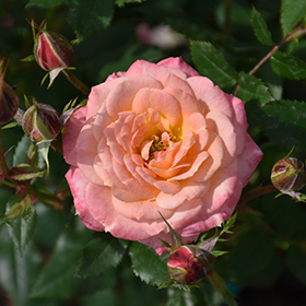 Plant Photo 10