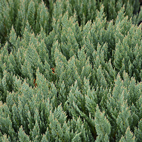 Plant Photo 4