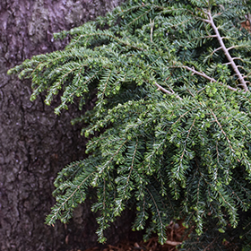 Plant Photo 9