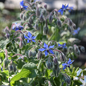 Plant Photo 3