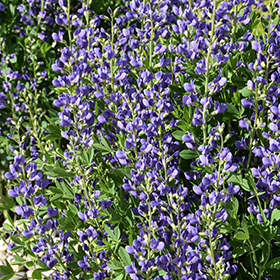 Plant Photo 5