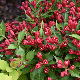 Plant Photo 7