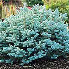 Plant Photo 3