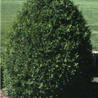 Plant Photo 4