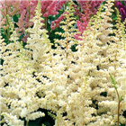 Plant Photo 10