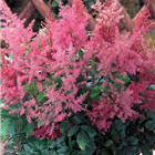 Plant Photo 4
