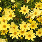 Plant Photo 4