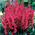 Plant Photo 1