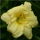 Plant Photo 4